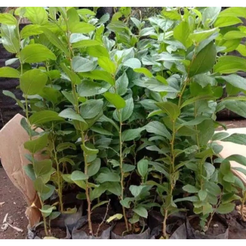

Bibit herbal tanaman daun bidara full akar siap ditanam