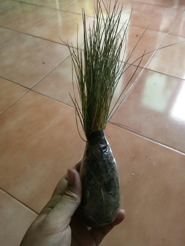 Tanaman Hias Rumput Biru - Festuca Glauca