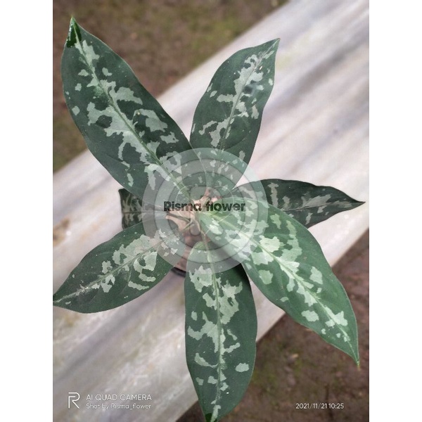 POHON PICTUM BICOLOR / AGLONEMA PICTUM MURAH ( TANAMAN HIAS )