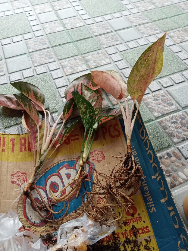 Bunga Aglonema Paket 3 Batang