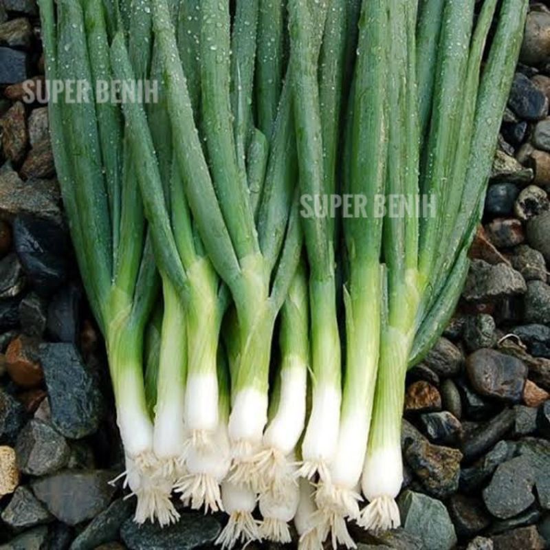100 Biji - Benih BAWANG DAUN BESAR, lambat berbunga