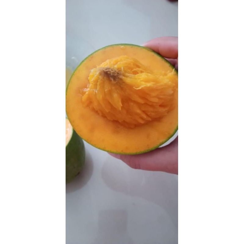 

Mangga Alpukat 5KG Per Dus