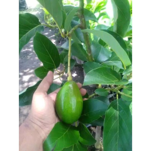 bibit buah alpukat mentega jumbo [Bibit Berkualitas Unggul]