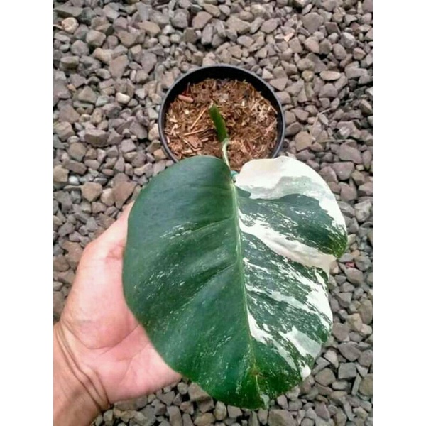 monstera varigata satu daun pancing