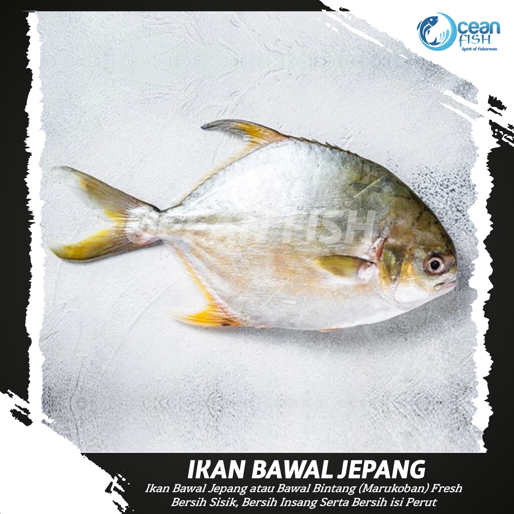 

Ikan Bawal Jepang Segar - Ikan Bawal Bintang Fresh / Marukoban Fresh - Bawal Segar Fresh - Bawal Jepang Marukoban Fresh - Ikan Bawal Segar