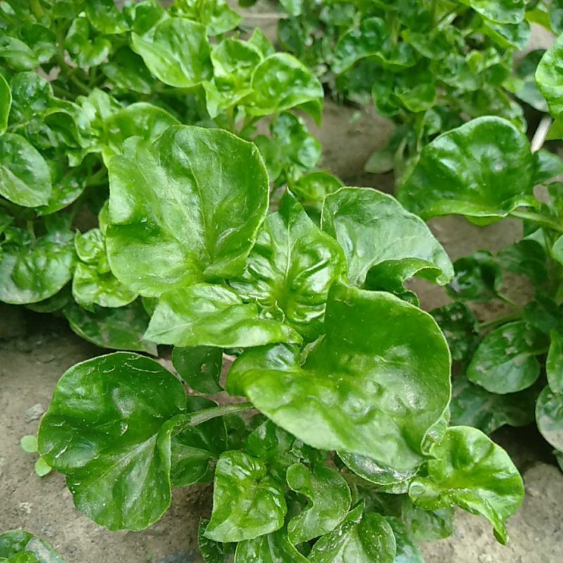 Bibit Bayam Brazil (Sayuran Organik)