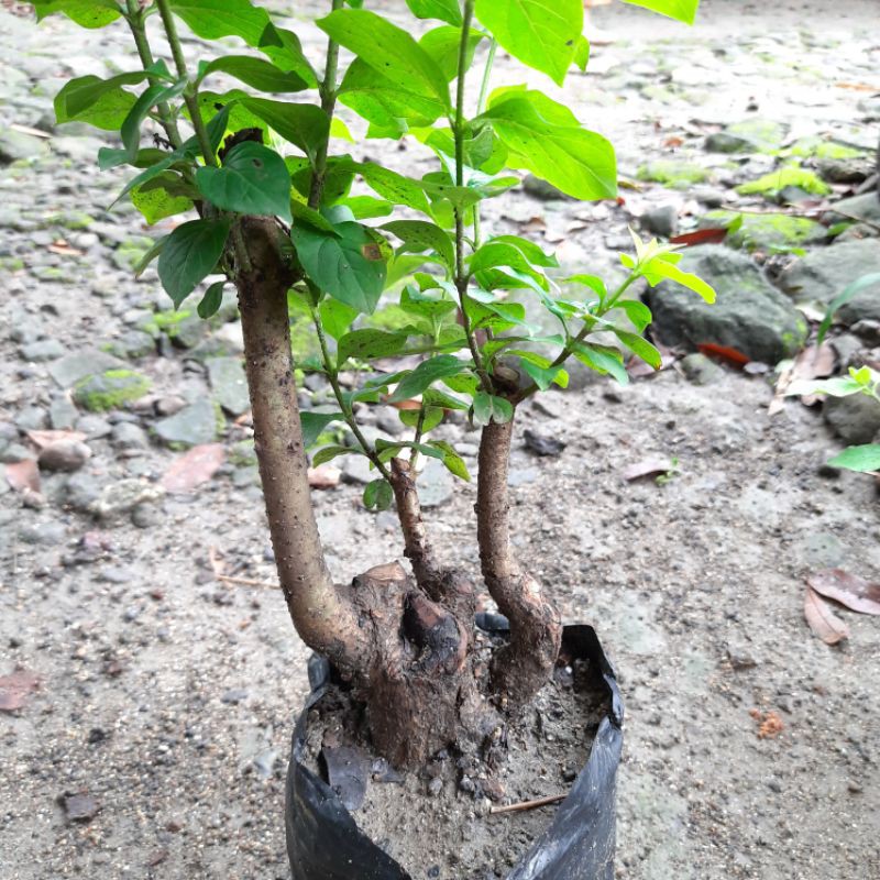 bahan bonsai gulgum gulo gumantung realjosss.