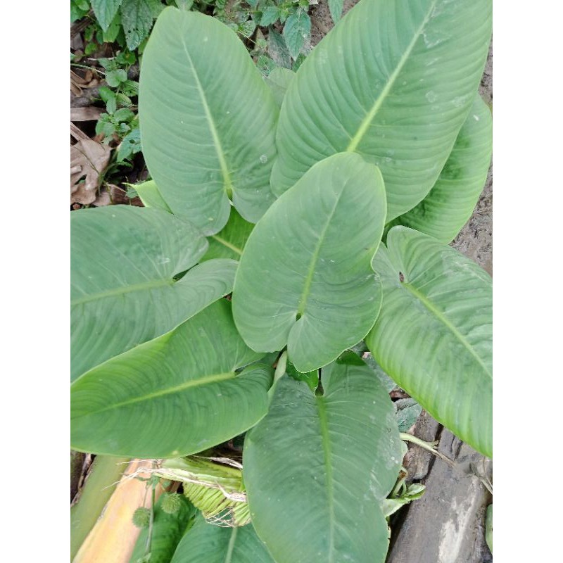Tanaman Hias philodendron rugosum