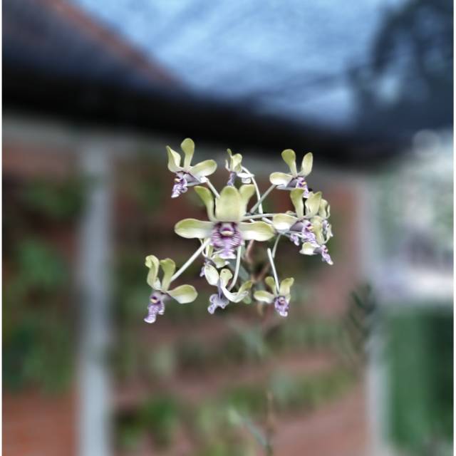 Anggrek Besi sp Violaceoflavens