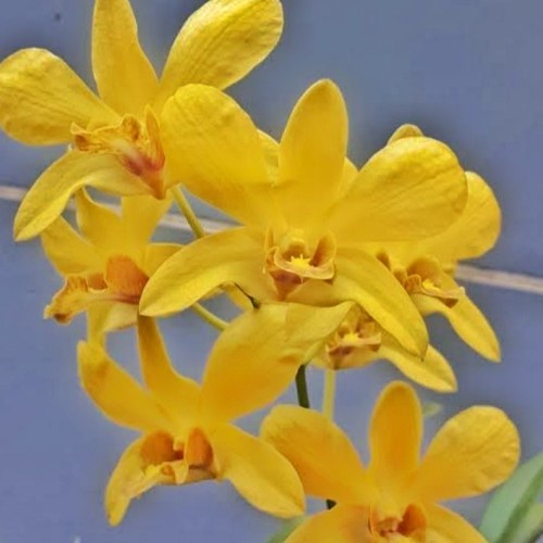 anggrek dendrobium sure gold dp