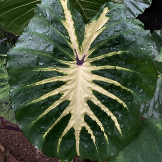 COLOCASIA WHITE LAVA MURAH