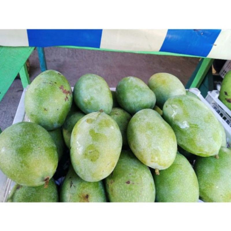 

Buah Mangga manalagi madu 1 kg khas probolinggo