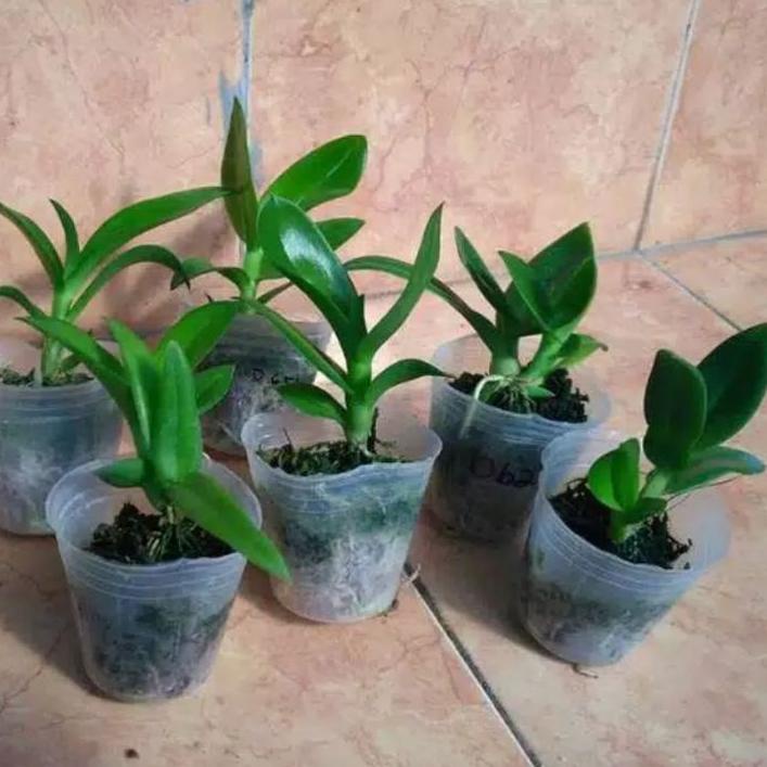 ΩTERLEBAY Seedling Anggrek Dendrobium Black Papua - Hitam Papua EDF•