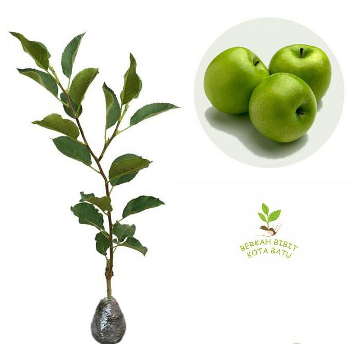 In0V Bibit Tanaman Buah Apel Wanglin