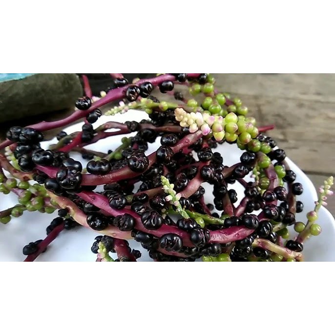 

Buah angkung atau buah binahong ungu per 200biji atau butir