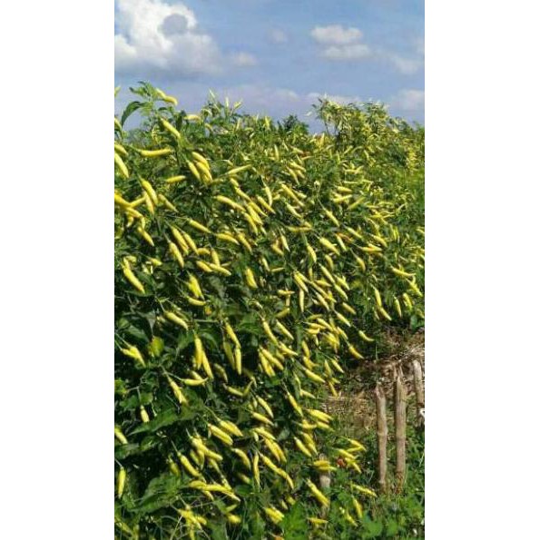 [HARGA RESELLER] Isi 10 Gram Bibit Cabe Rawit ALFIRA 14 | Benih Cabe Rawit | Bibit Cabe | Bibit Ungg