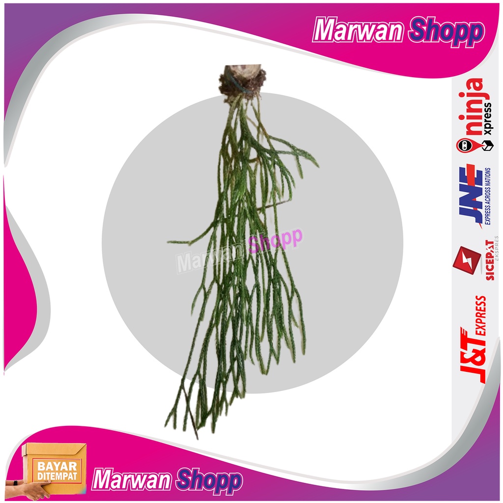 Huperzia carinata kumpai ekor tikus MARWAN SHOPP