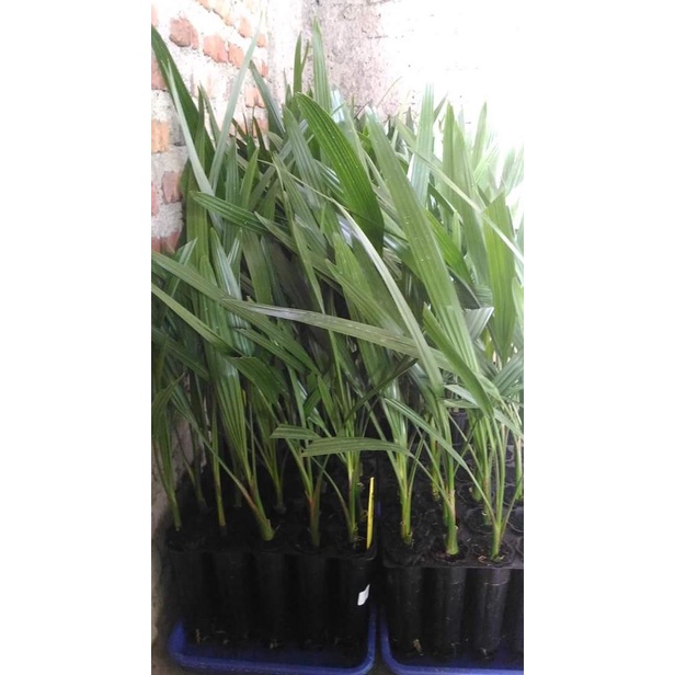 Bibit Kurma TC / Kultur Jaringan asal DPD Inggris Var Barhee Betina