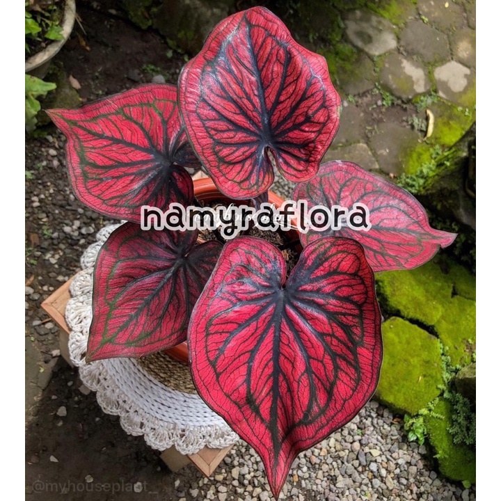 bonggol caladium gatot kaca
