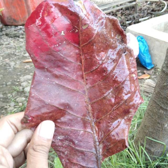 Daun Ketapang merah / Ketapang laut