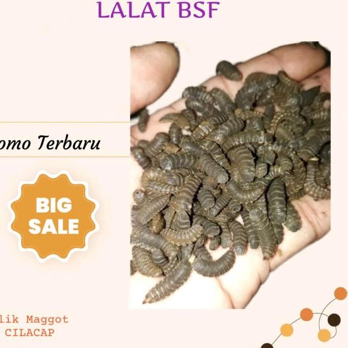 Flash Sale✔️ Prepupa 500 gram indukan lalat Maggot BSF | NEW | REBORN | Rilis | New event