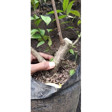 bibit tanaman bonsai anting putri batang putih bunga salju