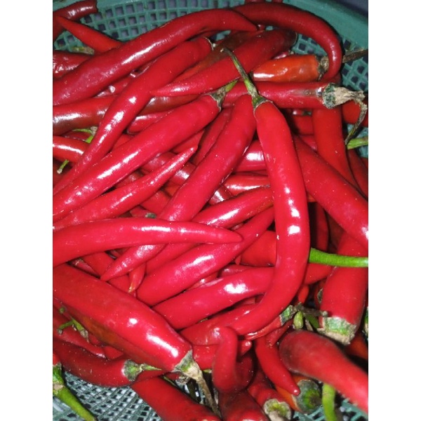 

cabai merah segar