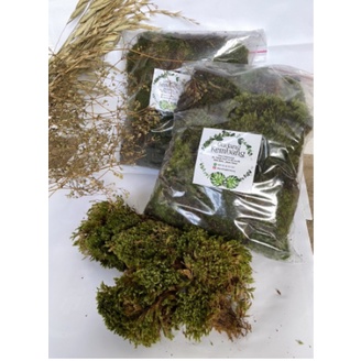 Lumut Hutan Premium / living Moss / fores moss aquascape / lumut hidup 1kg
