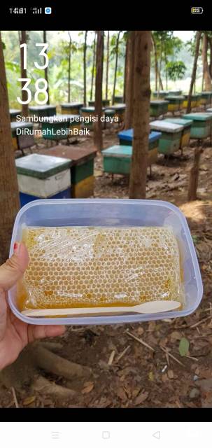 

Madu hutan asli annasya