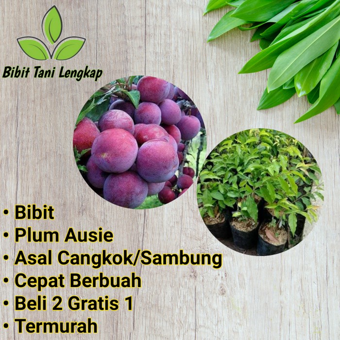 Bibit Tanaman Buah Plum Aussie-Bibit Plum Aussie-Buah Plum Aussie