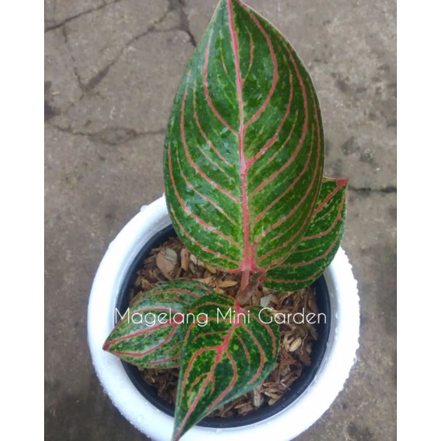 Aglonema Huges Merah / Dewi Huges