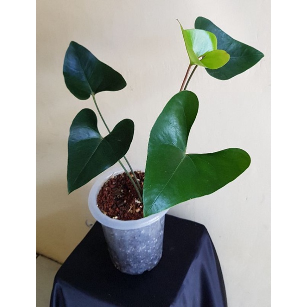 Jual Anthurium 'Arrow' (Anthurium Bintang Kejora) Indonesia|Shopee