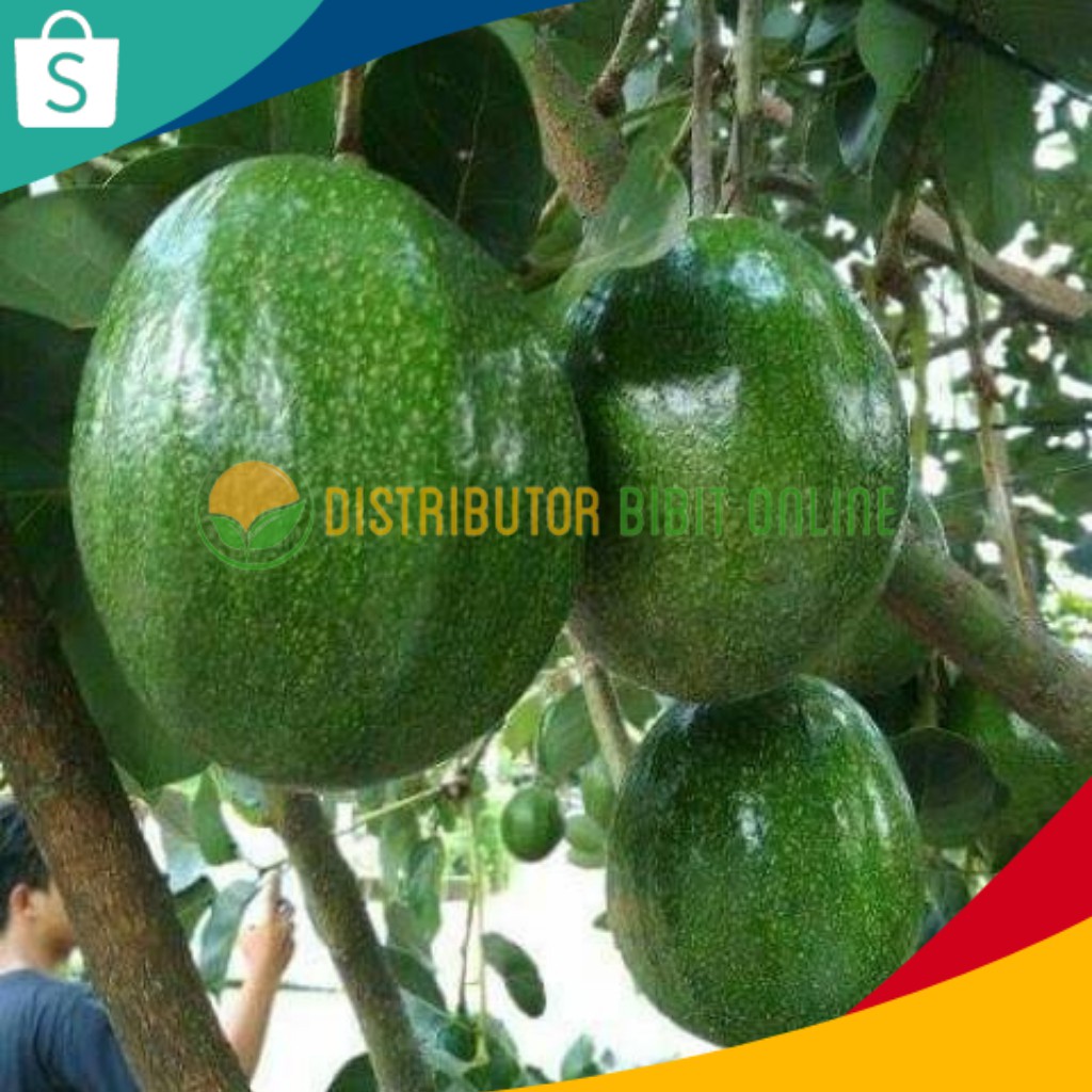 Bibit Buah Alpukat Markus Hasil Okulasi Siap Berbuah bibit okulasi majalengka tanaman buah buahan