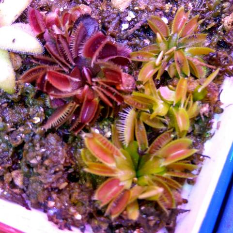 *$*$*$*$] Tanaman Karnivora Venus Flytrap Murah