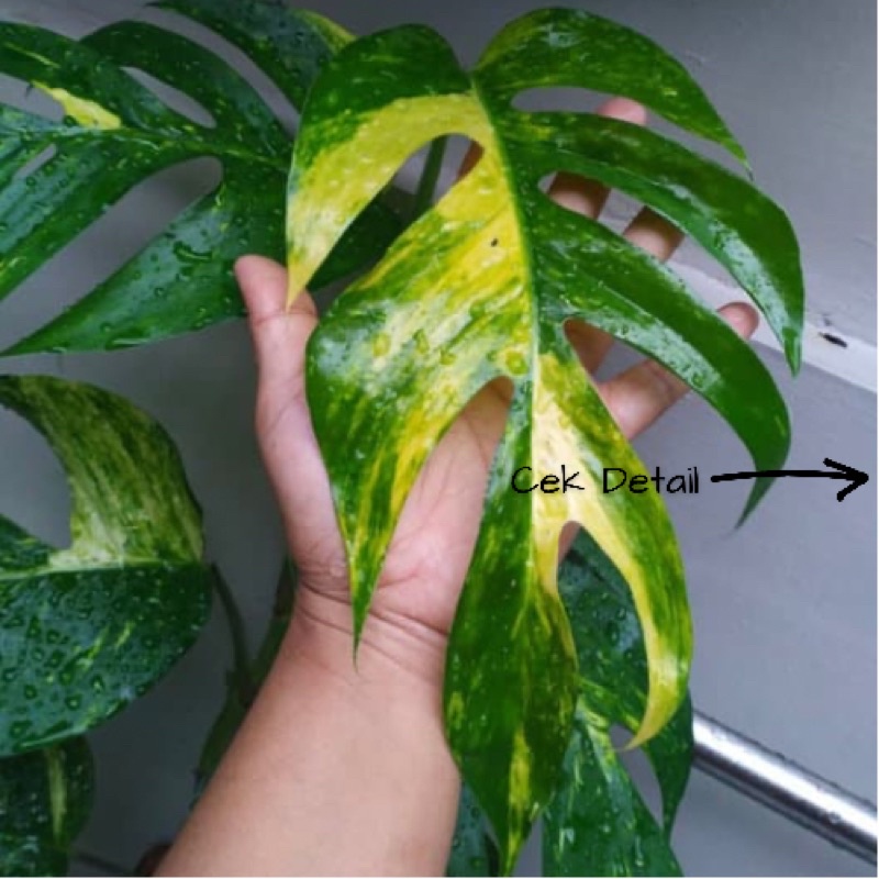 EPIPREMNUM PINNATUM KUJANG AUREA