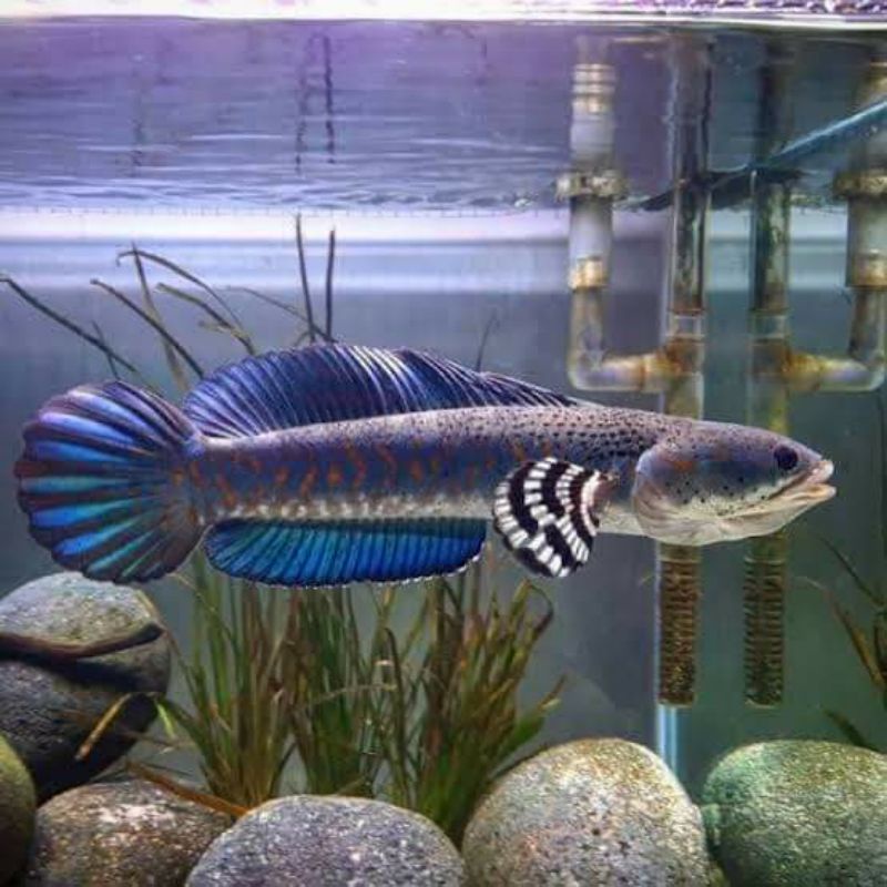 Channa blue pulchra10 cm predator fish doyan pelet