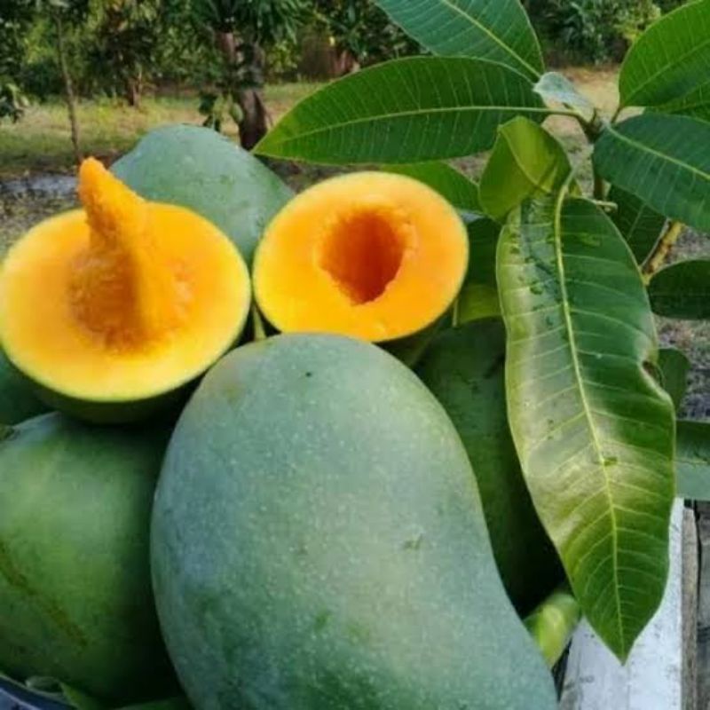 bibit mangga aromanis bibit mangga jumbo hasil okulasi siap berbuah