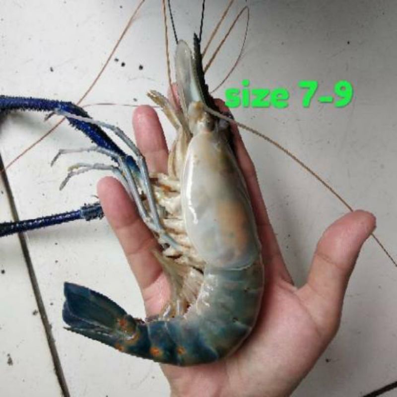 

Udang galah 900 gram - 1 kg