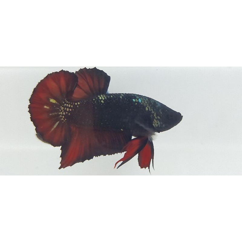 IKAN CUPANG AVATAR COPER