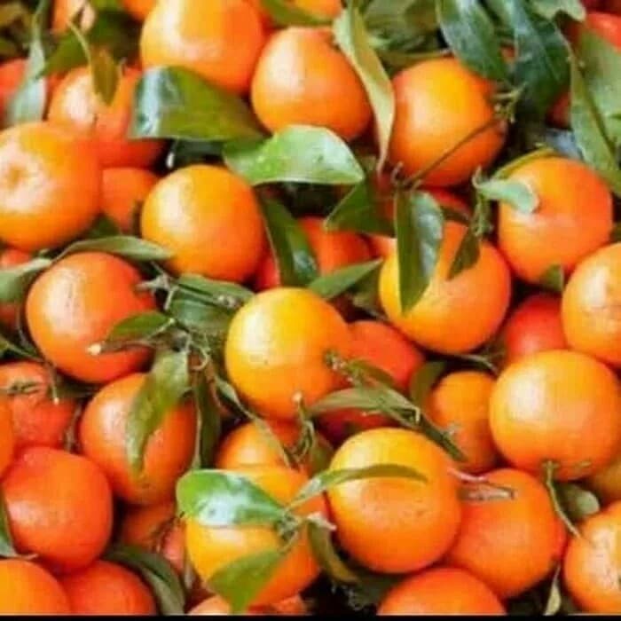 paket 3 bibit buah jeruk mandarin