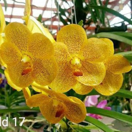 Promo Anggrek Vanda Kuning Dewasa bunga besar