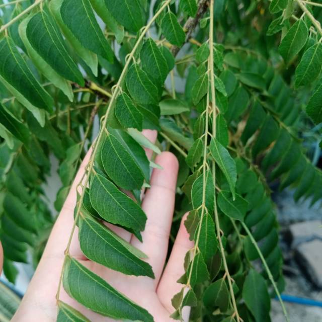 

Daun Kari 1.000/batang