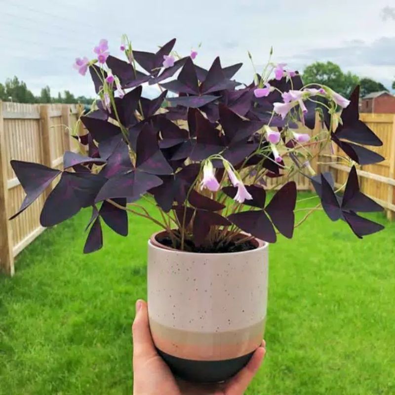 Tanaman hias oxalis triangularis - Tanaman hias pot gantung kupu kupu - tanaman hias kupu - kupu