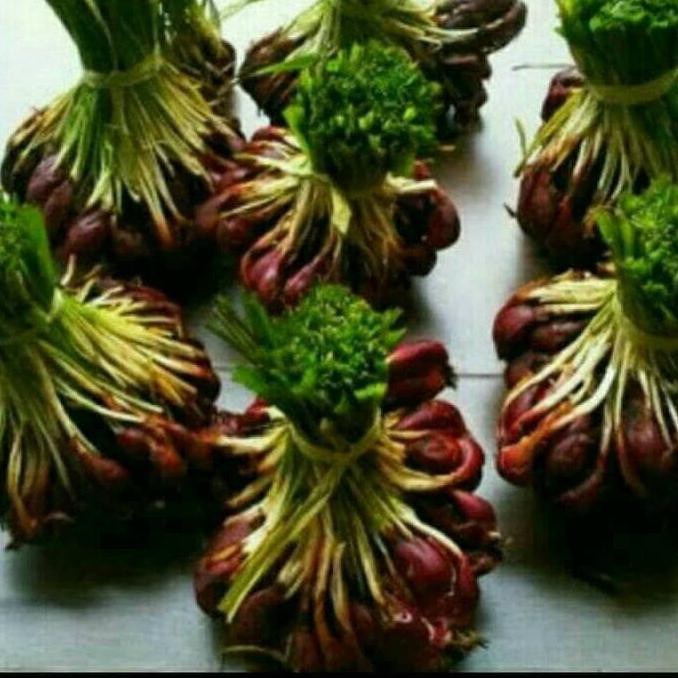 

Kphal740 Bawang Dayak/Bawang Mekah/Murah Kwalitas Bagus & Besar Asli Kalimantan Lp