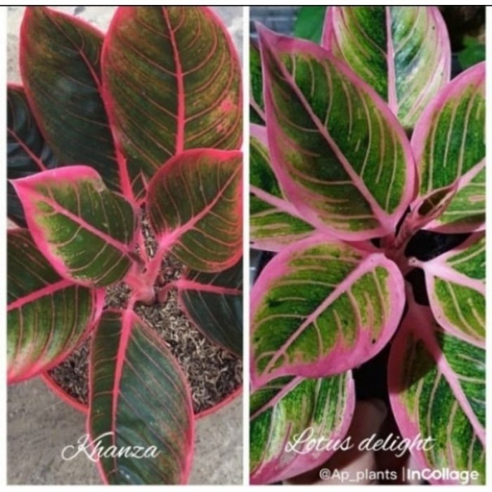 PROMO ANAKAN AGLONEMA KANZA+Pot