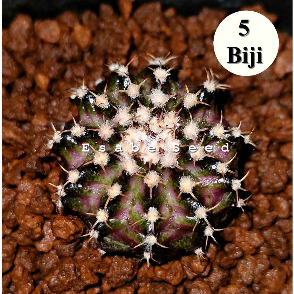 Benih Biji Bibit Kaktus Gymno Trex Cactus Import