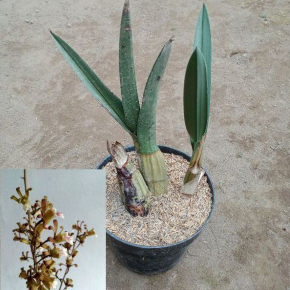 Anggrek Gurun (Eulophia Petersii)