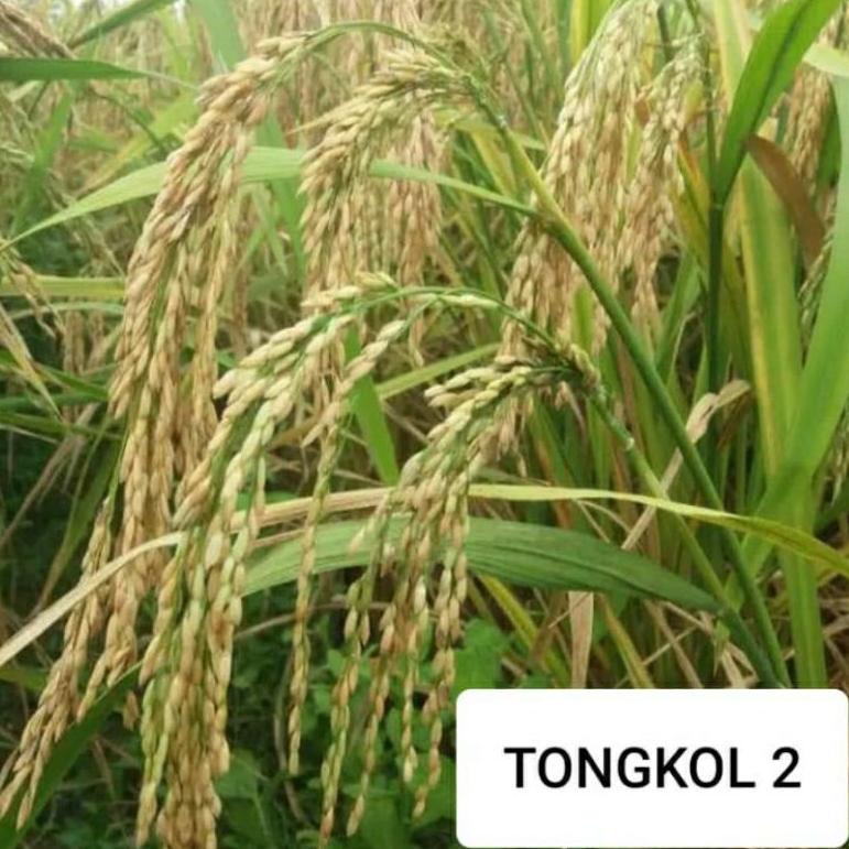 [DISCOUNT 7B998] COD tongkol2 jumbo benih padi Galur lokal Aceh berkualitas. Terlarisss