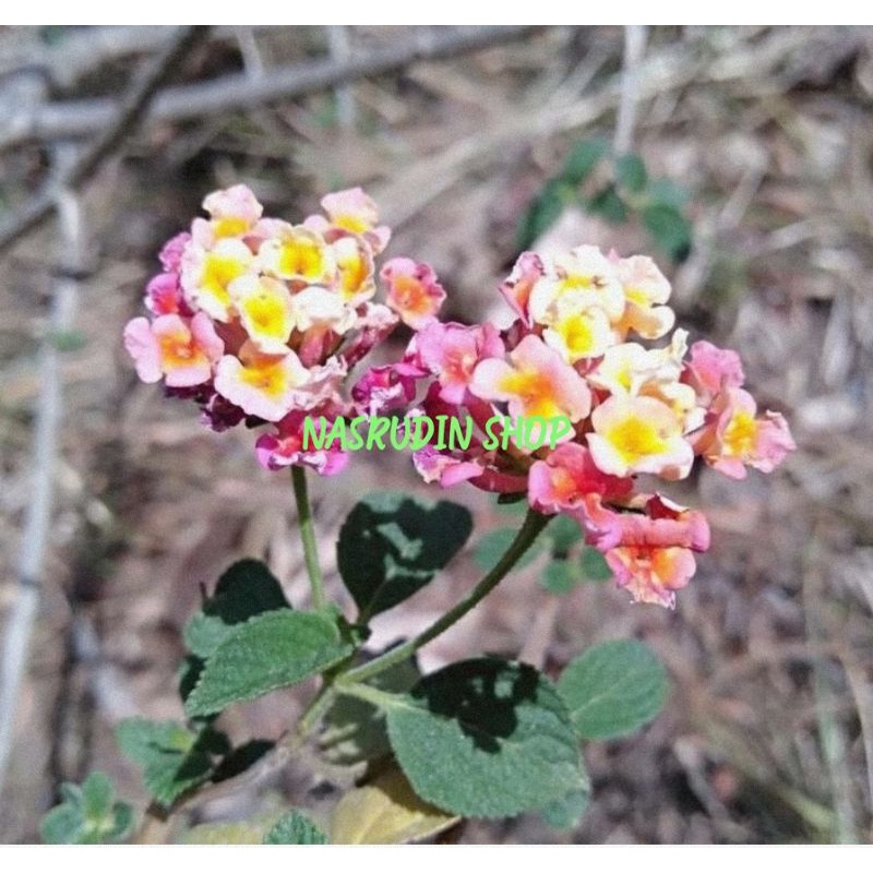 BIBIT LANTANA CAMARA / BIBIT TANAMAN DAUN LANTANA CAMARA / SALIRA / LENTANA CEMARA