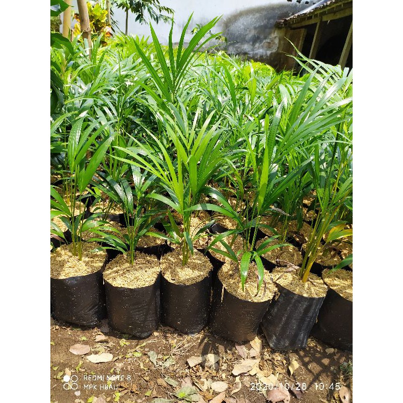 

pinang kuning / palm kuning